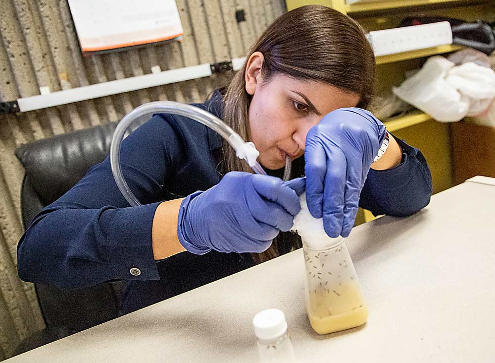 Ganjisaffar uses an aspirator to collect adult spotted wing drosophila from a colony for transfer to the vials used in the exposure bioassays at the University of California, Davis. (Ross Courtney/Good Fruit Grower)