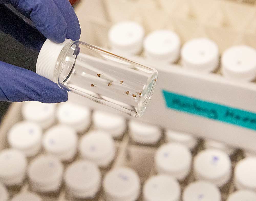 Postdoctoral researcher Fatemeh Ganjisaffar displays a vial of spotted wing drosophila exposed to Mustang Maxx, a pyrethroid, as part of an evaluation called a bioassay. She will count the number of flies that die after six hours to quantify their susceptibility or resistance. (Ross Courtney/Good Fruit Grower)