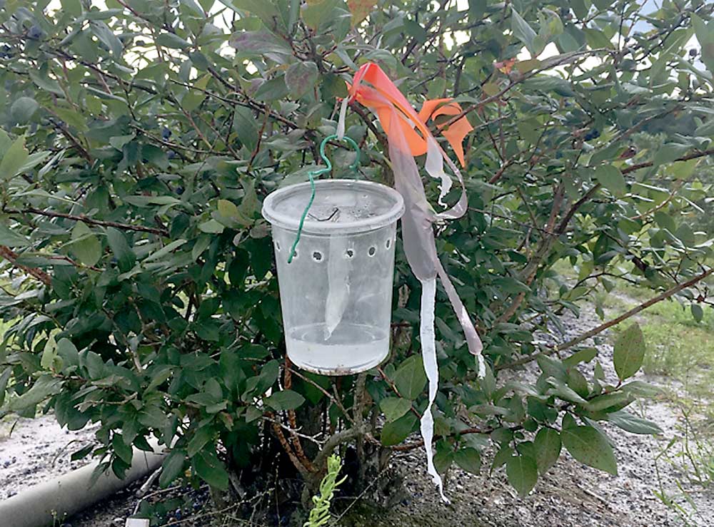 A spotted wing drosophila trap in a New Jersey blueberry field. When scouts from a Rutgers University integrated pest management program find SWD samples in traps such as this one, growers are notified of the find and given spray recommendations. (Courtesy Cesar Rodriguez-Saona/Rutgers University)