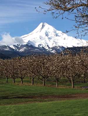 Gordy Sato's orchard has a spectacular view of Mount Hood. (Courtesy Gordy Sato)