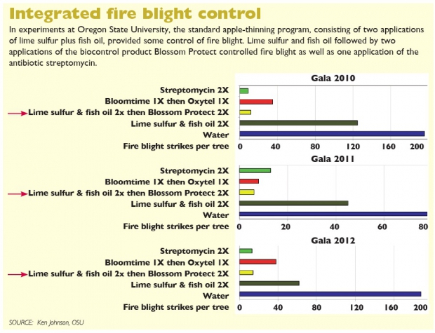 Fire blight control.  (Source: Ken Johnson/ Oregon State University)