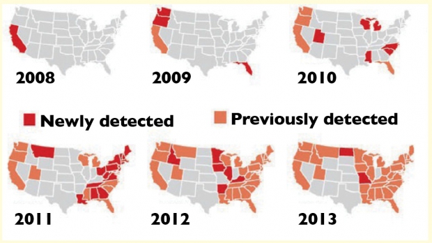 Spread of spotted wing drosophila