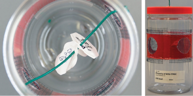 (Left) Trécé has introduced a lure for spotted wing drosophila that appears more effective and is easier to use than the cider apple vinegar, yeast, and wine concoctions tried before. (Right) The latest iteration of the spotted wing drosophila trap developed by Elizabeth Beers at WSU. It’s called the PBJ trap because of its resemblance to a peanut butter jar. (Courtesy Dr. Elizabeth Beers, Washington State University)