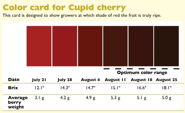 Color card for Cupid Cherry. 