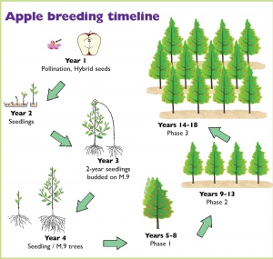 (Click to enlarge) Graphic shows the timeline of breeding process. 