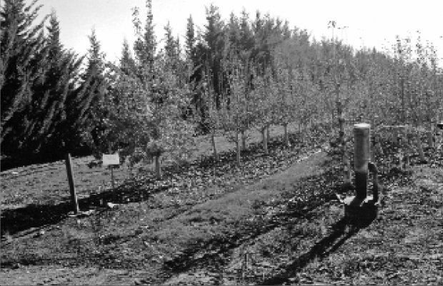 Bear Creek is planting Cyprus trees around the perimeter of its orchards to serve as a barrier against chemical drift.  (John Schmitz/Good Fruit Grower)