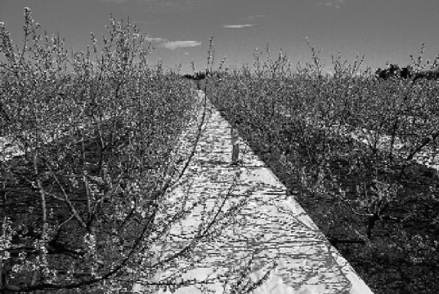 Research shows that the bright canopy environment helps repel Western flower thrips in nectarine orchards when Extenday is used during bloom.