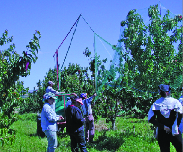 A crew of five is needed to drape netting over single rows of  Mark ­Barrett’s trees. Photo by Mike Bush/Good Fruit Grower)
