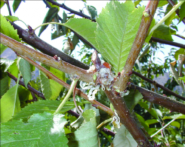 Sap oozes from this young tree that has been attacked by shothole borers. It is thought that the borers might introduce a fungus into the tree that plugs the sap and makes the tree a suitable host to reproduce in. (Mike Doerr/Good Fruit Grower)