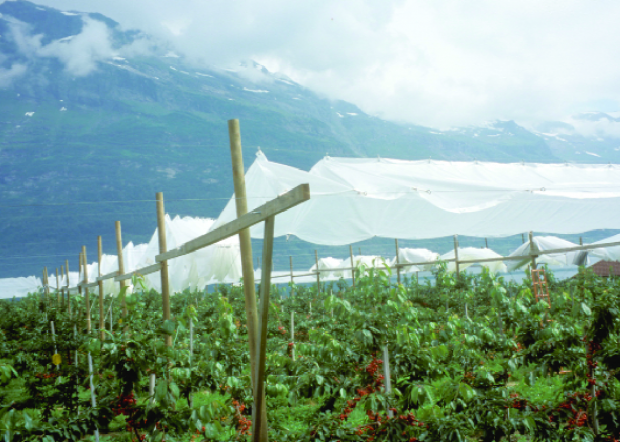 The three-wire system used in Norway allows the plastic sheeting to be moved away if desired.