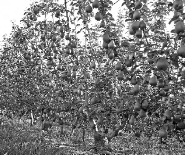 Eighteen-year-old Asian pear trees on mini-Tatura were regrafted to Forelle ­almost four years ago. The grafts on each tree were used to form four cordons, each 1 meter (3.25 feet) long. The trees are 2 meters (6.5 feet) tall.
