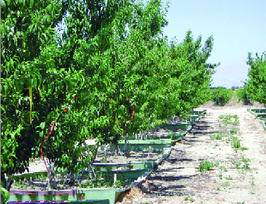 Growing peach, plum, and nectarine trees in sand tanks allows researchers to control all the nutrients used in tree development.  (Photo by Scott Johnson)