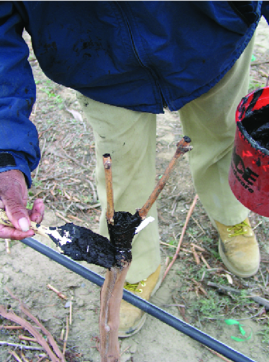 Black asphalt emulsion paint is used on a side graft of grapes to draw heat to the graft union and speed up the healing process. 