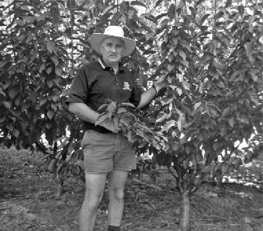 Australian Kym Green trains his sweet cherry trees to the KGB (Kym Green’s Bush) system. His pedestrian-style orchard is easily pruned and harvested without ladders.