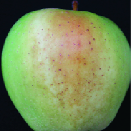 Browning, the most prevalent type of sunburn, on Golden Delicious