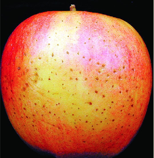 Lenticel breakdown appears after packing in the form of darkened lenticels or small brown spots on the skin of the fruit.  (Photos courtesy of Eugene Kupferman)