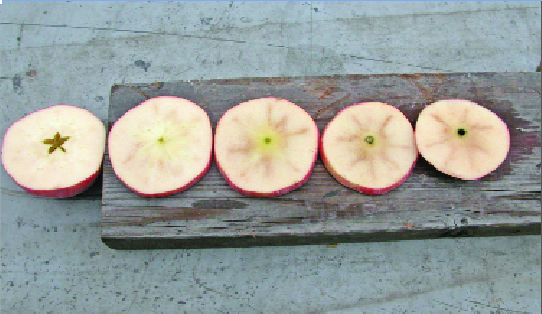 Internal browning in Gala is apparent only when the northern hemisphere of the apples is cut.  Photo courtesy of Dr. Dana Faubion, WSU