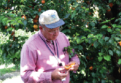 Dr. Craig Ledbetter examines apricots for symptoms of pit burn, caused by excessive heat during fruit maturation.