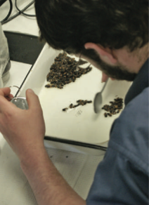 Sam Hapke, a graduate in entomology at Washington State University, counts bees as part of a research project on a parasite that attacks honeybees.