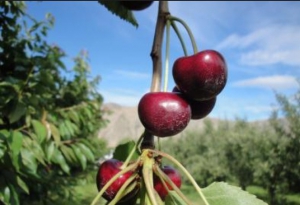 Signs of spray residue on harvest-ready cherries. <b>(Courtesy WTFRC 2014 cherry report)</b>