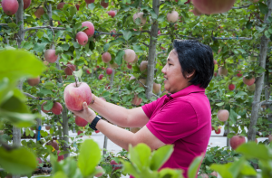 Tulip Phanuroote, the Washington Apple Commission's representative in Thailand, admires an apple at Auvil Fruit Company's orchard at Vantage during a visit to Washington. Washington Apple Commission