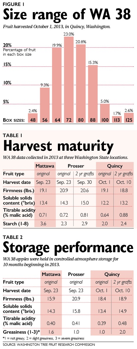 Size range, maturity and storage performance of WA 38