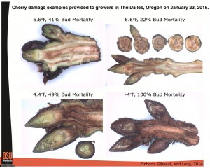 Read the document showing damaged buds that was provided at The Dalles meeting. (Courtesy Todd Einhorn/Oregon State University)