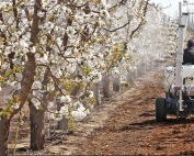Netting was applied to whole trees and single limbs to exclude bees for the mechanical pollination study. Pollen was applied mechanically through the netting to flowers opening inside.(Courtesy Matt Whiting/Washington State University)