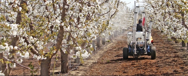 Netting was applied to whole trees and single limbs to exclude bees for the mechanical pollination study. Pollen was applied mechanically through the netting to flowers opening inside.(Courtesy Matt Whiting/Washington State University)