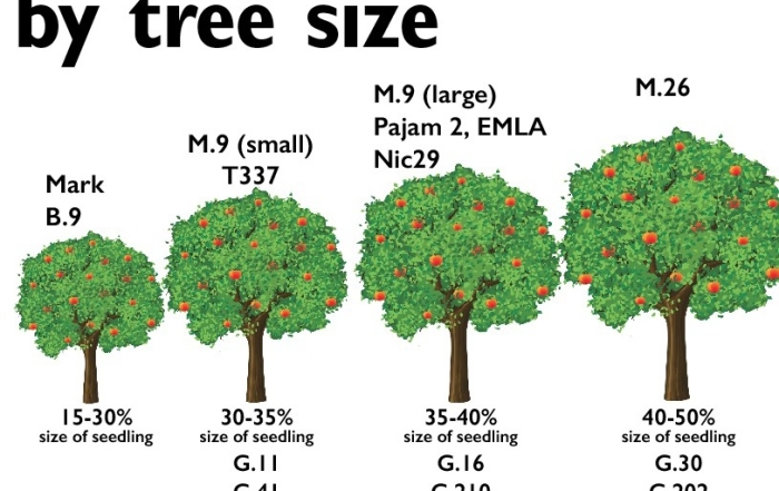 Geneva rootstocks by tree size