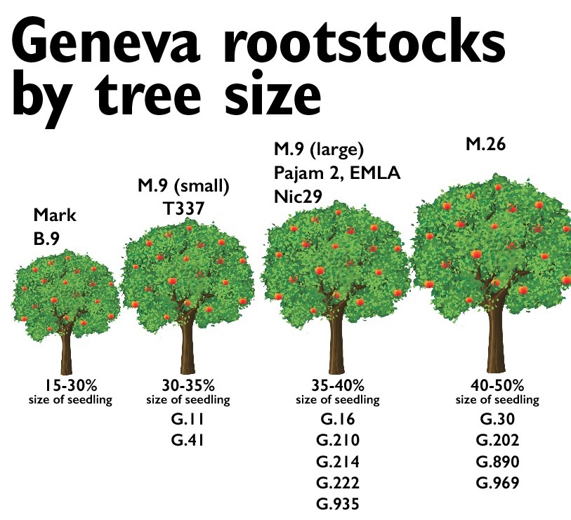 Geneva rootstocks by tree size