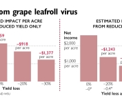 Annual losses from grape leafroll virus