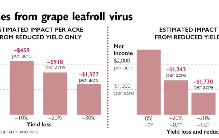 Annual losses from grape leafroll virus