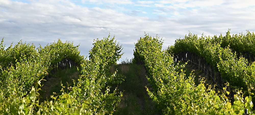 A semi sprawl wine grape trellis system at Seven Hills Vineyard in Walla Walla, Washington. (Courtesy Sadie Drury/North Slope Management)