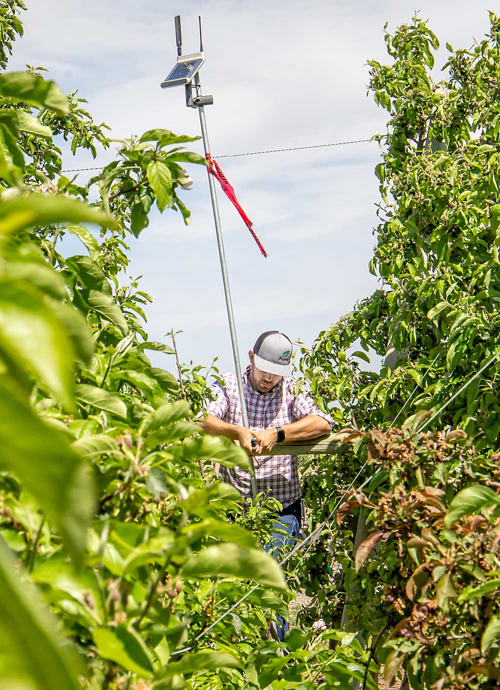 Travis Klicker from Phytech installs a solar-powered data logger in an apple orchard in the Columbia Basin in May as part of a Washington Tree Fruit Research Commission effort to evaluate the promise of sensor-driven management. Phytech’s system uses dendrometers and soil moisture sensors to track plant water stress in real time. (Kate Prengaman/Good Fruit Grower)