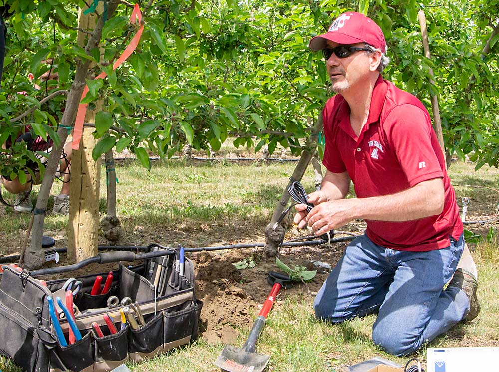 Dave Brown of WSU’s AgWeatherNet installs a soil moisture sensor as part of the Sensor Orchard project organized by the Washington Tree Fruit Research Commission. The project includes several different soil sensors and weather stations. (Kate Prengaman/Good Fruit Grower)