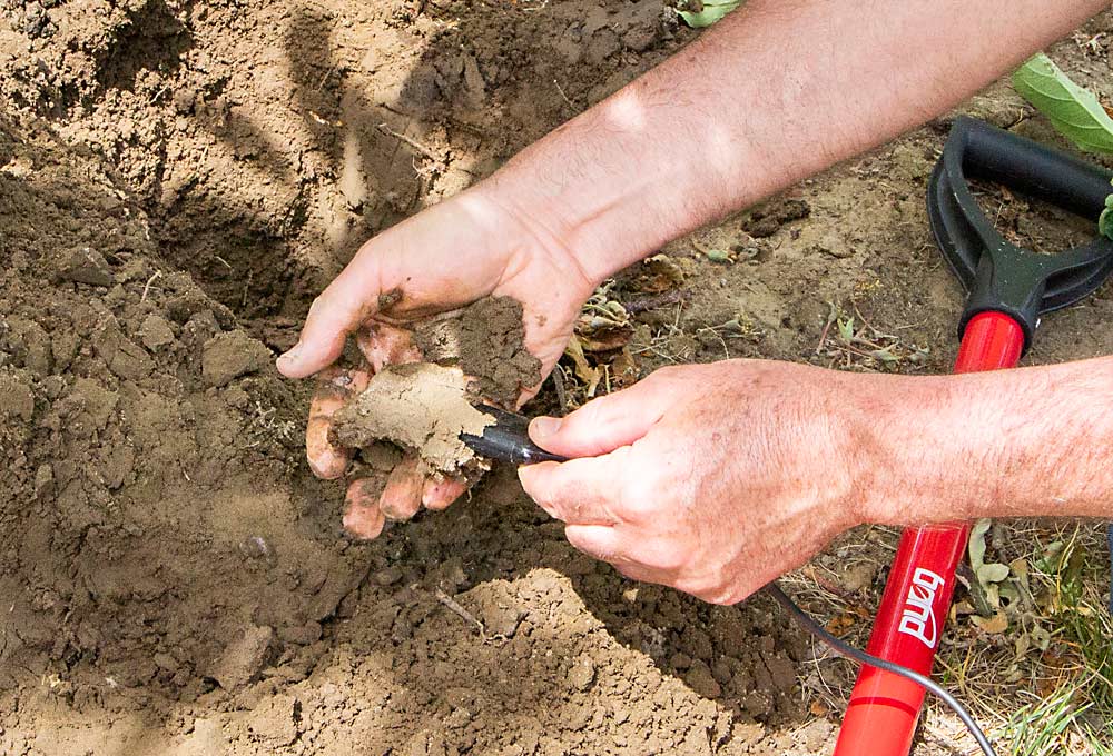 Dave Brown of WSU’s AgWeatherNet installs a TEROS 21 soil moisture sensor. It’s his preferred soil sensor because it measures soil water potential — how much energy roots must exert to pull water from the soil — to understand water availability in the root zone. (Kate Prengaman/Good Fruit Grower)