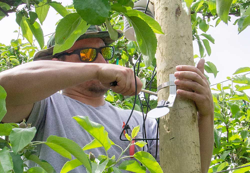 Oswald installs a leaf wetness sensor as part of a weather station inside a Gala block, to assess the influence of the canopy on weather data. (Kate Prengaman/Good Fruit Grower)