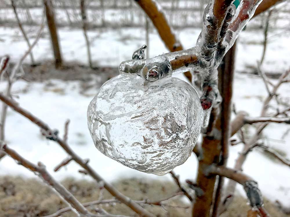 All that remains is the ice-shaped “ghost” of this Jonagold apple. Sietsema dubbed them “Jonaghosts” when these images went viral online.(Courtesy Andrew Sietsema)