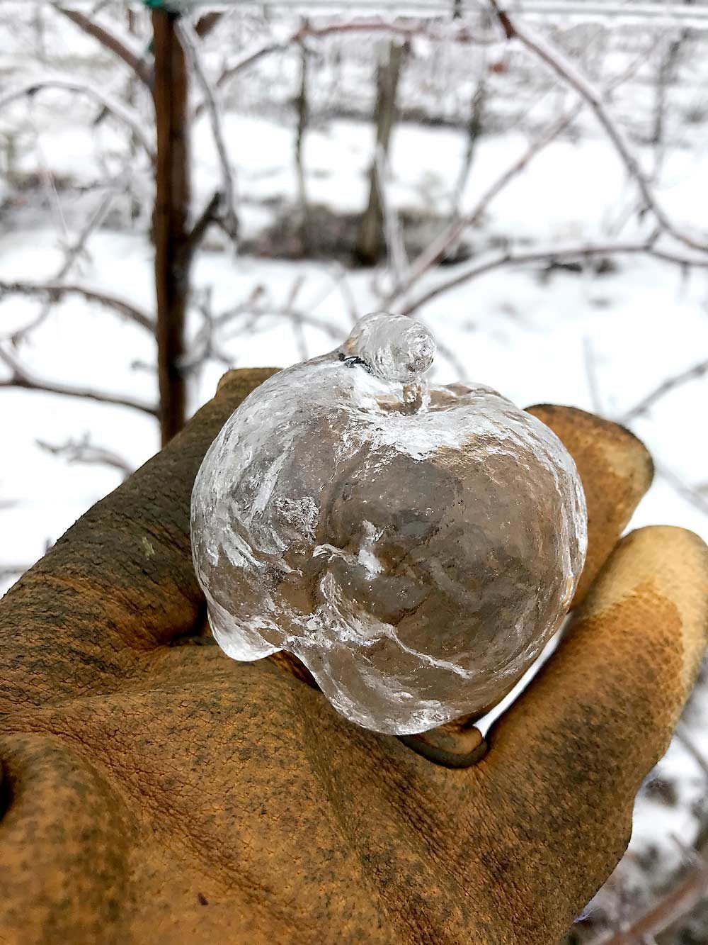 Andrew Sietsema holds the ice-shaped “ghost” of this Jonagold apple that he found while pruning last winter. Sietsema dubbed them “Jonaghosts” when his photos went viral online. (Courtesy Andrew Sietsema)