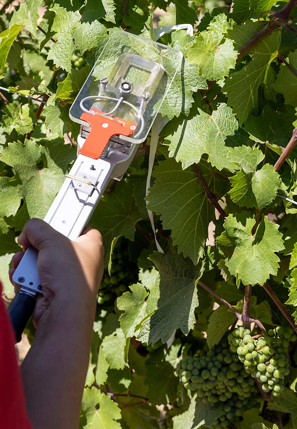 Using this gas exchange analyzer, WSU grad student Priyanka Upadhyaya gathers data on stomatal conduction, as part of the Smart Irrigation project. (Kate Prengaman/Good Fruit Grower)