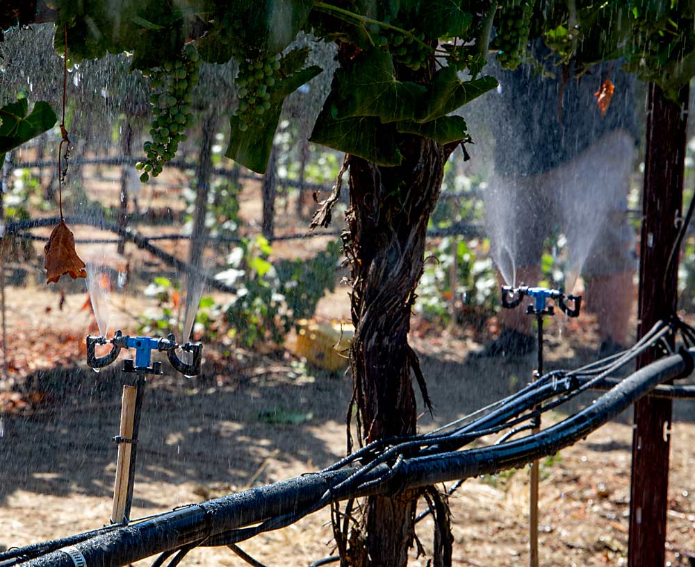 WSU researchers are experimenting with an automated system of under-canopy emitters, activated by a thermal sensor, that cool grapes with minimal disruption to deficit irrigation plans.  (Ross Courtney/Good Fruit Grower)