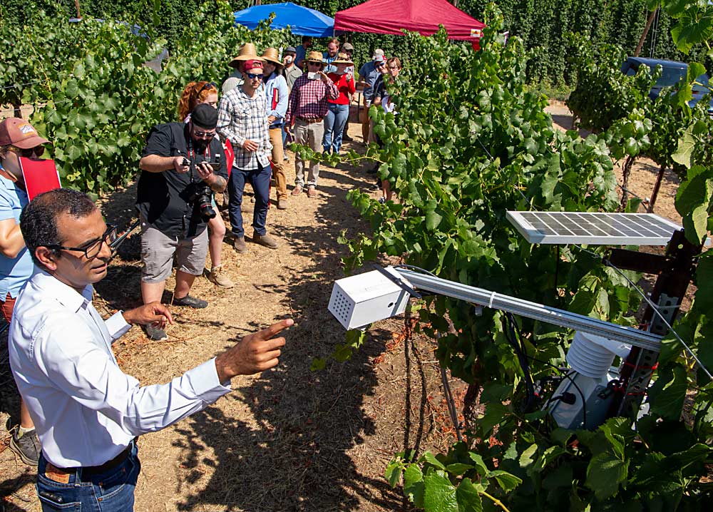 Lav Khot, left, WSU biological systems engineer, points to the fruit surface temperature sensor that activates a fixed delivery system to spray cooling mists.  Leaf moisture sensors, not shown, cut off misting.  (Ross Courtney/Good Fruit Grower)