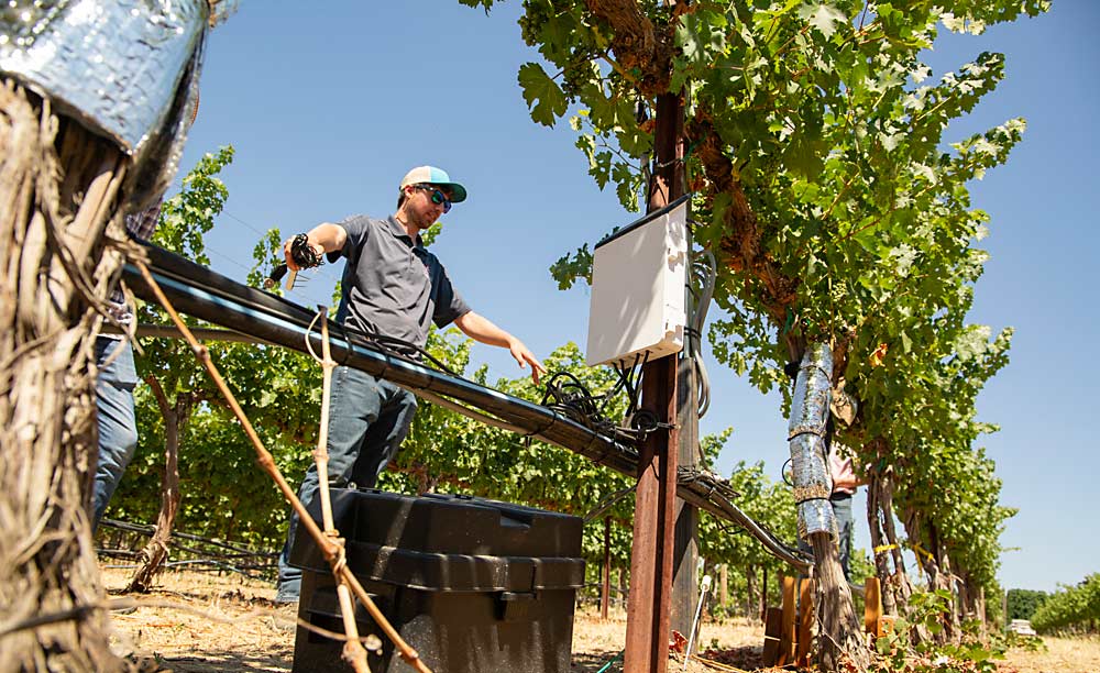 Imagine trying to protect these wires and sensors from mechanical hedgers, deleafers and harvesters, said Washington State University graduate student Jake Schrader during a July “Smart Vineyard” field day at a research vineyard near Prosser. The white box is a data logger, the black box is a battery and the foil insulation protects collared sap flow sensors. (Ross Courtney/Good Fruit Grower)