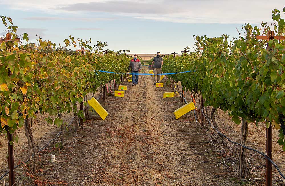 워싱턴 주립 대학교 와인 과학 교수인 Tom Collins(왼쪽)와 WSU 와인 메이커 Matt Boenzli가 다양한 시험 복제품을 수확하기 위한 통을 설치한 후 포도원 줄을 따라 다시 걸어갑니다.  파란색 선은 덩굴이 의도적으로 연기에 노출된 곳을 표시합니다.  (Kate Prengaman/Good Fruit Grower)