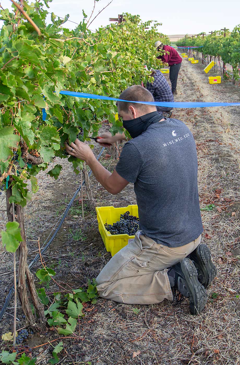 Washington State University staff and students collect samples in a Cabernet Sauvignon block where barrier sprays were applied to the vines before a smoke event on Oct. 12, 2020, in a Prosser research vineyard. (Kate Prengaman/Good Fruit Grower)