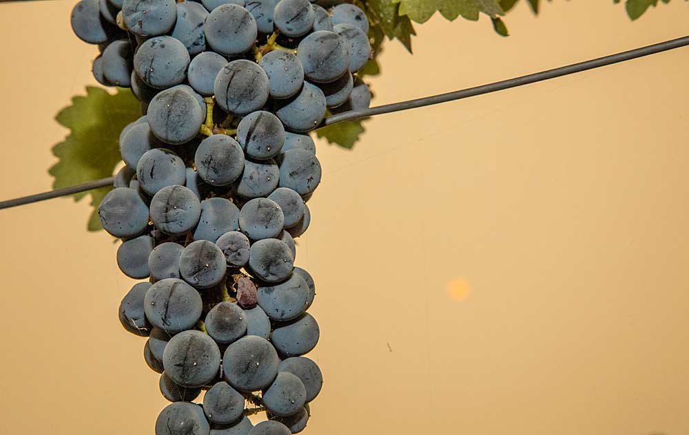 Wildfire smoke shrouds the vineyards of Red Mountain in mid-September near Benton City, Washington. Wildfire smoke blanketed the West Coast in the midst of grape harvest, raising concerns about smoke damage to the crop, but Washington State University wine science professor and smoke expert Tom Collins said he didn’t expect much damage from smoke blown in from far-flung fires across the region. Proximate fires produce the most smoke risk, he said. (Ross Courtney/Good Fruit Grower)