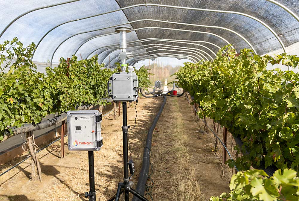 Two sensor systems — one an expensive regulatory standard and the other a budget approach — measure smoke levels in Washington State University’s research vineyard where smoke is being piped into a hoop house just before harvest in late September. The experiment aims to uncover how the quantity and timing of smoke exposure affects wines. (Kate Prengaman/Good Fruit Grower)