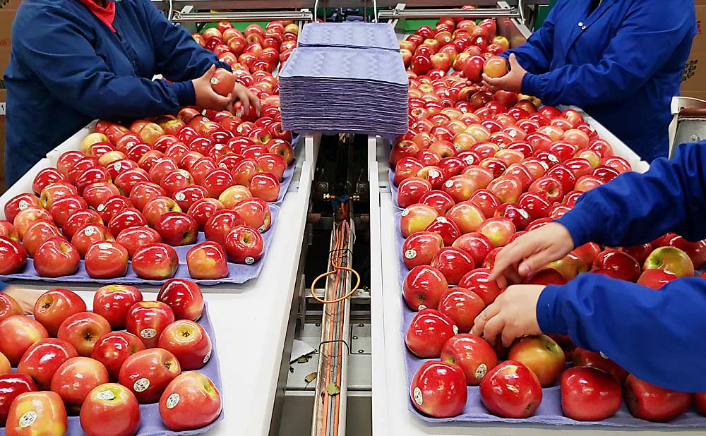 SnapDragon (NY 1) apples packed in trays at Crist Bros. Orchards in Walden, New York. SnapDragon and RubyFrost (NY 2) are now being sold by Rice Fruit Co. in Pennsylvania and by Applewood Fresh Growers and Riveridge Produce Marketing in Michigan. (Courtesy Crunch Time Apple Growers)