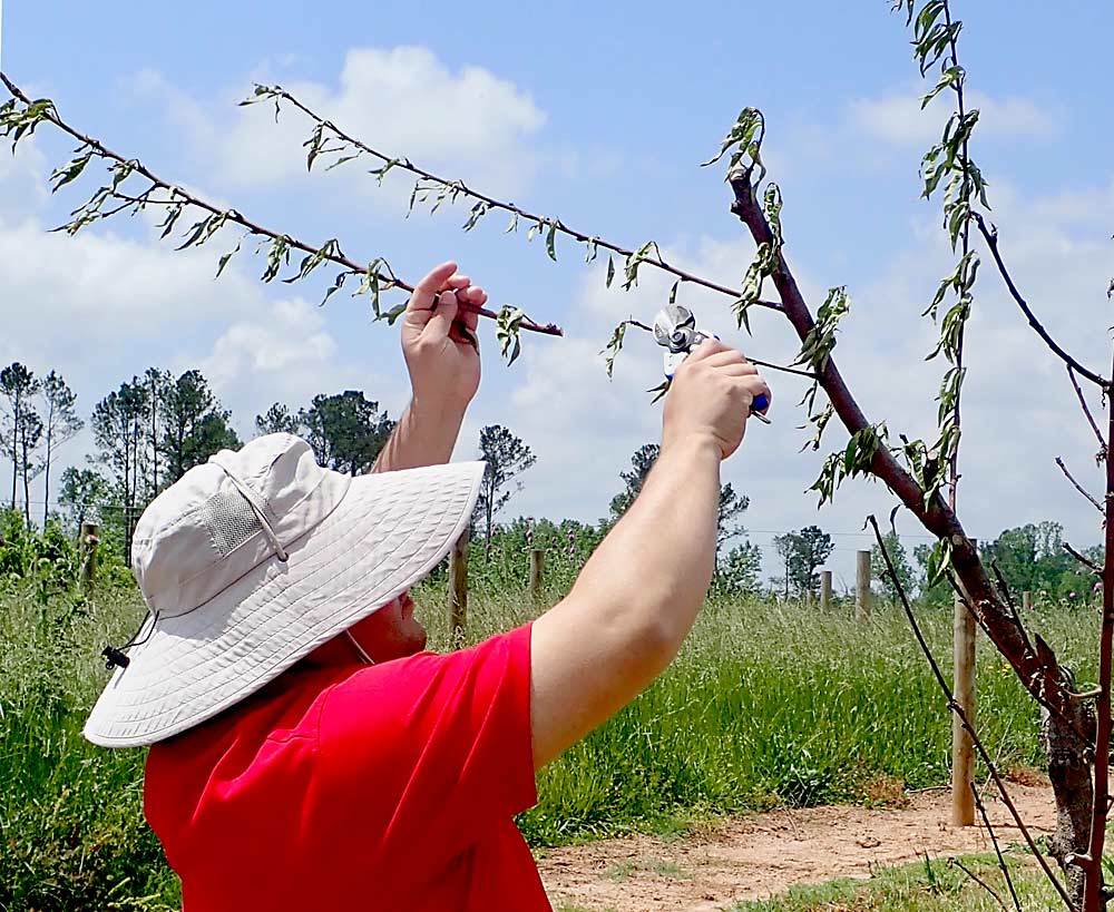 Dario Chavez, University of Georgia associate professor in peach research and extension, snaps off a branch from a tree with bacterial canker brought on by a single-digit cold snap in late December. (Leslie Mertz/For Good Fruit Grower)